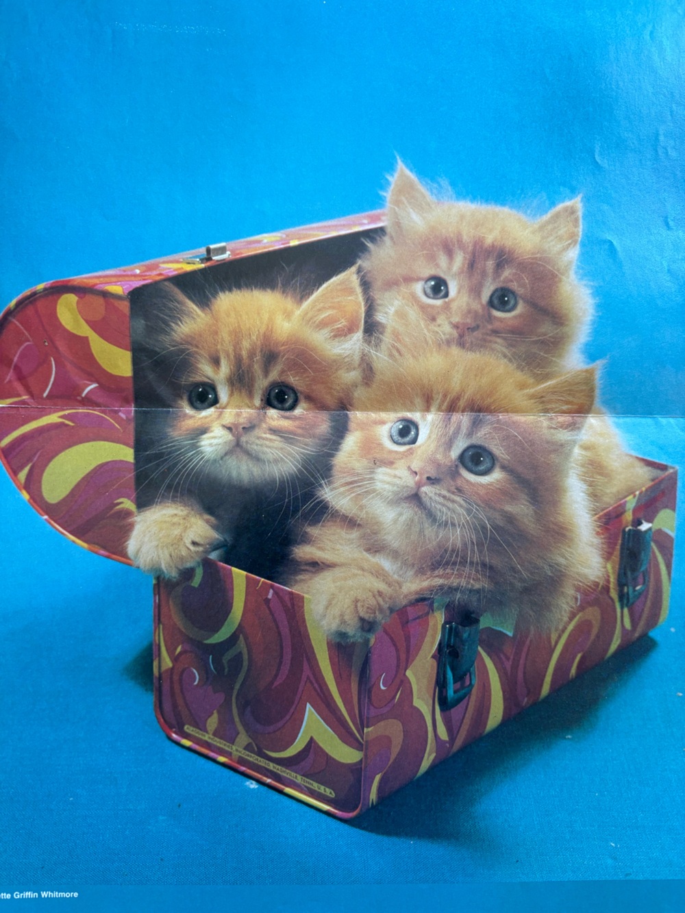 1981 vintage kitten poster scholastic book fair poster